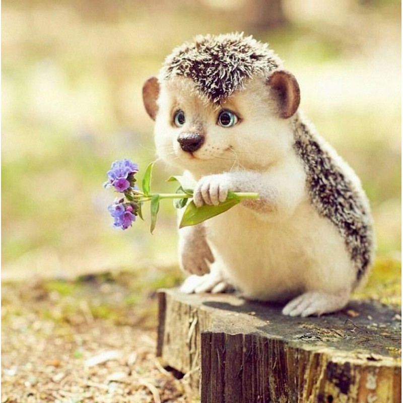 Flowers & Hedgehog D...
