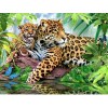 Wonderful Leopard