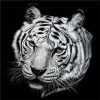 Wild Black & White Lion and Tigers Diamond Painting