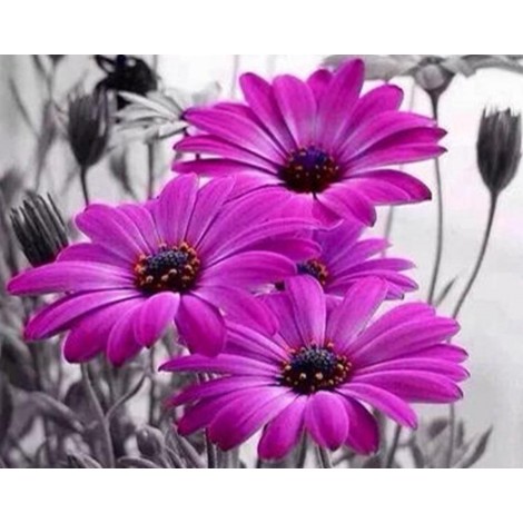 Attractive Purple Flowers