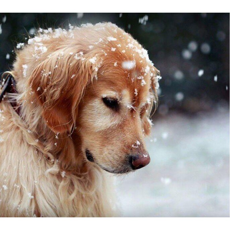 Snow & Dog DIY Diamo...