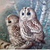 Delightful Owl Couple Diamond Painting Kit