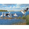 Beautiful Birds - Pelicans