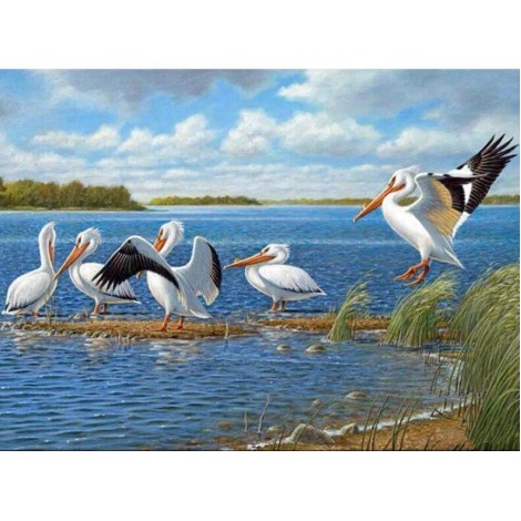 Beautiful Birds - Pelicans