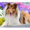 Beautiful Dog -  Rough Collie Breed