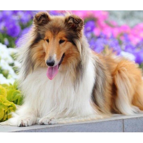 Beautiful Dog -  Rough Collie Breed
