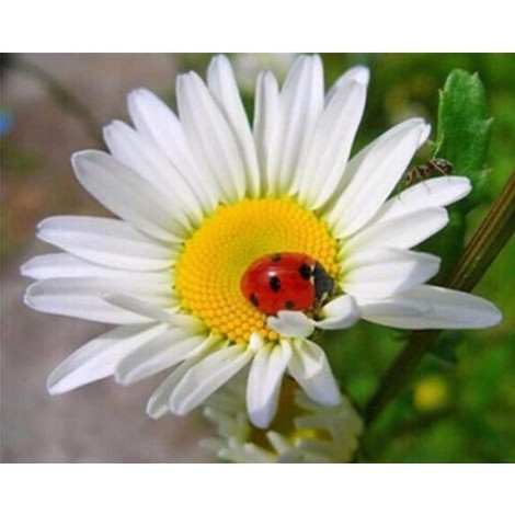 Beautiful Ladybug on Flower Painting with Diamonds