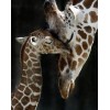 Cute Baby Giraffe and Mother