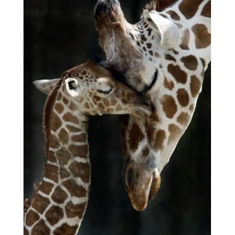Cute Baby Giraffe and Mother