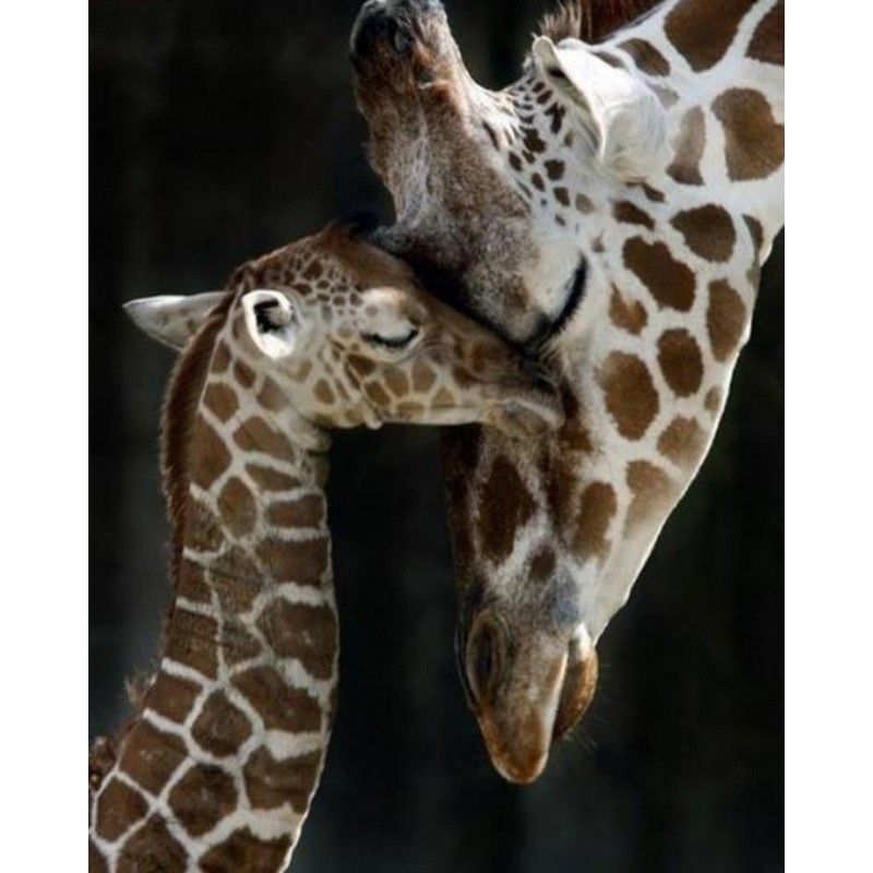 Cute Baby Giraffe an...