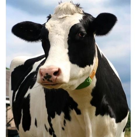 Cow Diamond Painting Kit