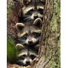 Three Raccoons Diamond Art Kit