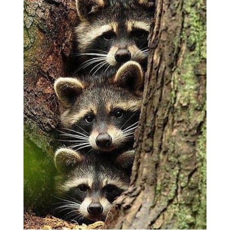 Three Raccoons Diamond Art Kit
