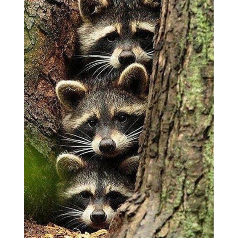 Three Raccoons Diamo...