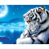 White Tiger Hugging the Cub