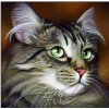 Cute Cat with Beautiful Eyes Diamond Painting Kit