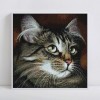 Cute Cat with Beautiful Eyes Diamond Painting Kit