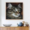 Cute Cat with Beautiful Eyes Diamond Painting Kit