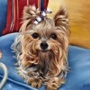 Lovely Dogs Diamond Paintings