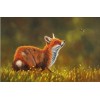 Amazing Foxes Diamond Painting Kits