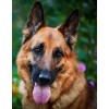 German Shepherd Diamond Painting Kit