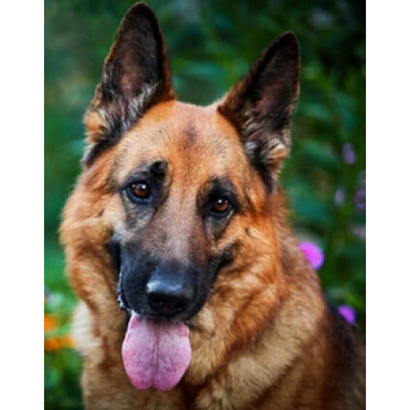 German Shepherd Diam...