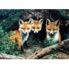 Amazing Foxes Diamond Painting Kits