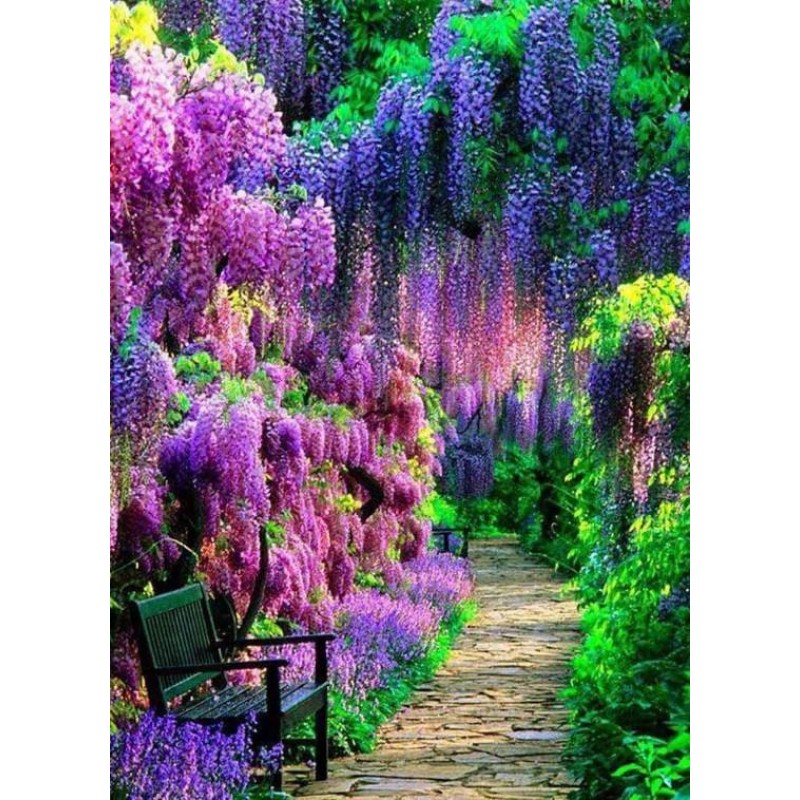 Wonderful Forest Dia...