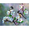 White Flowers & Sparrows Daimond Art Kit