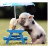 Little Pig Eating Ice Cream