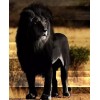 Black Lion Diamond Art