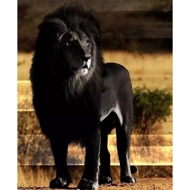 Black Lion Diamond A...