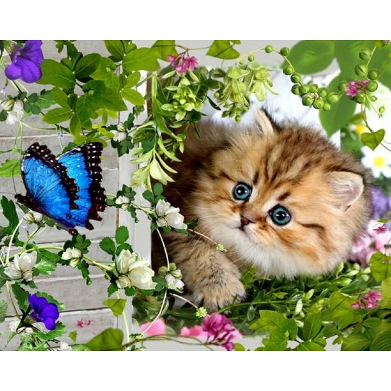 Cat & Butterfly Pain...