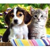 Beautiful Dog & Cat Diamond Art Kit