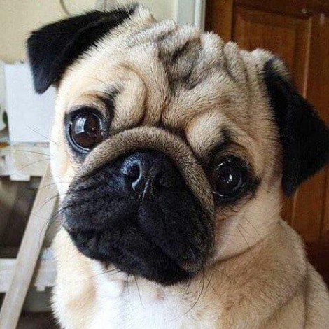 Pug Dog Diamond Painting Kit