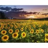 Lovely Sunflower Field
