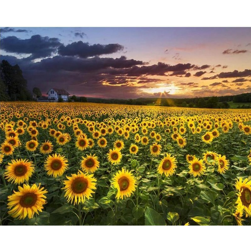Lovely Sunflower Fie...