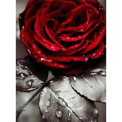 Ravishing Red Rose