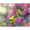 Adorable Birds on Tree Branches