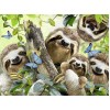 Sweet Family of Sloth