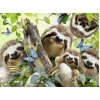 Sweet Family of Sloth