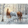Beautiful Horses in Winter