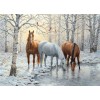 Beautiful Horses in Winter