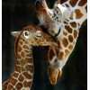 Giraffe with Baby Diamond Painting Kit