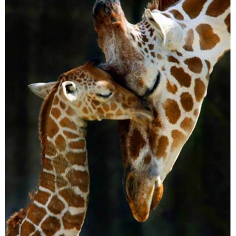 Giraffe with Baby Diamond Painting Kit
