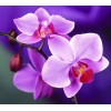 Lovely Purple Orchids