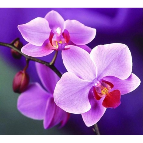 Lovely Purple Orchids