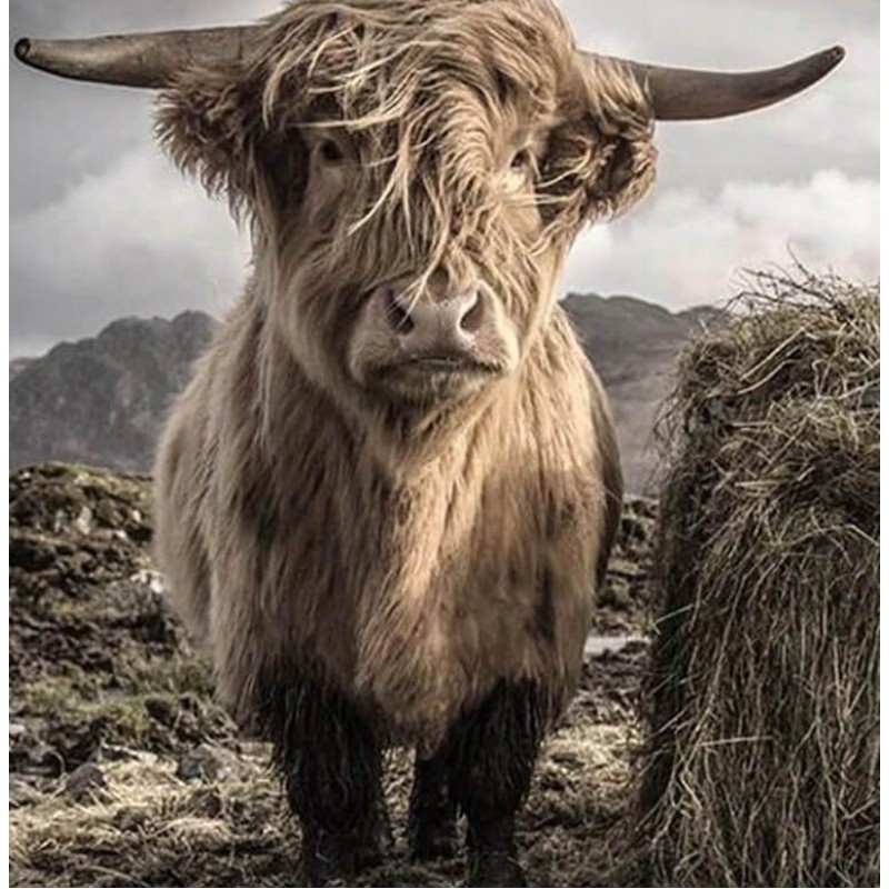 Scottish Cow Diamond...