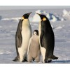 Sweet Family of Penguins