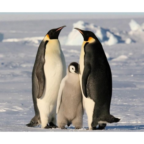 Sweet Family of Penguins